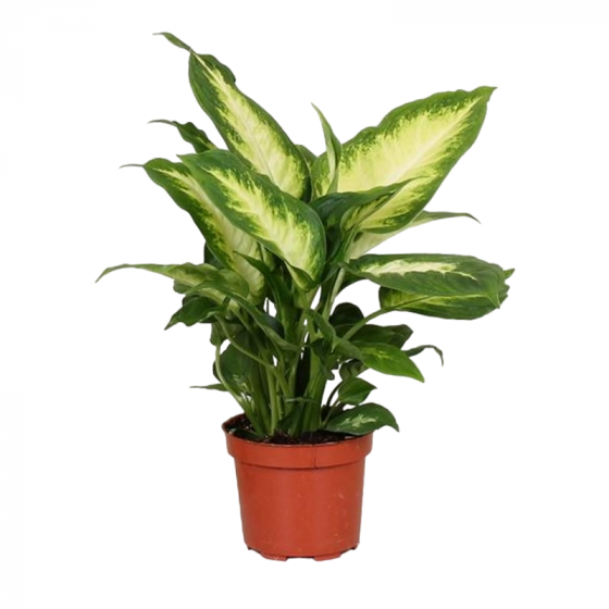 Dieffenbachia Camilla