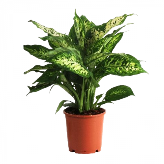 Dieffenbachia Compacta