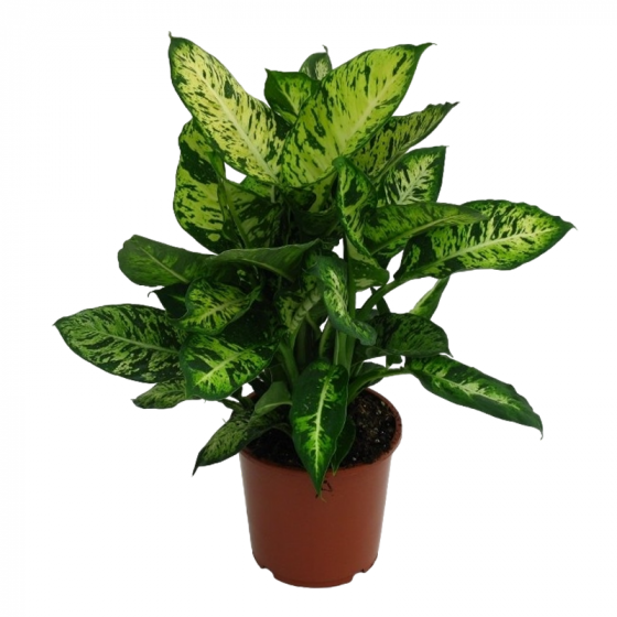 Dieffenbachia Sublime