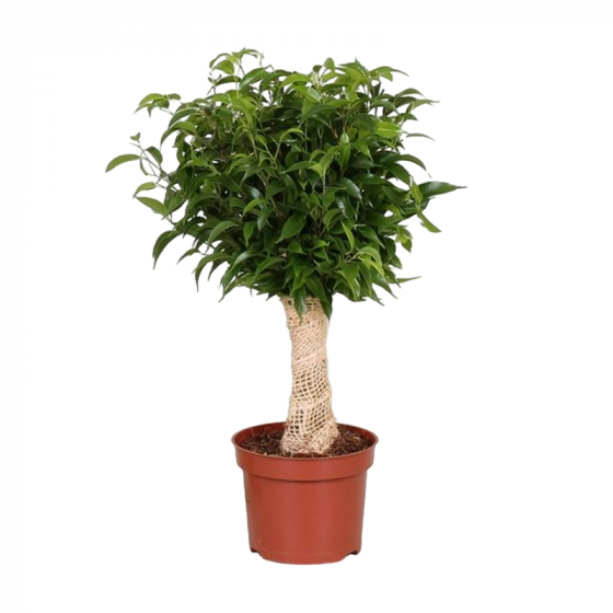 Ficus Be Natasja