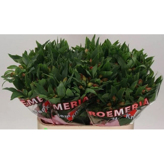 Alstroemeria Estee